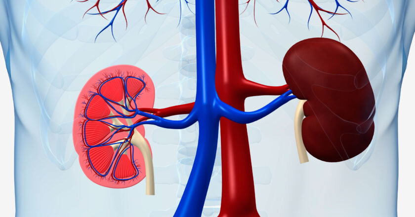 Understanding Kidney Function Test: What it is and Why it’s Important